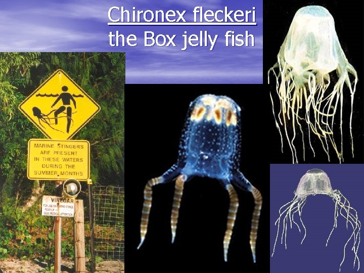 Chironex fleckeri the Box jelly fish 