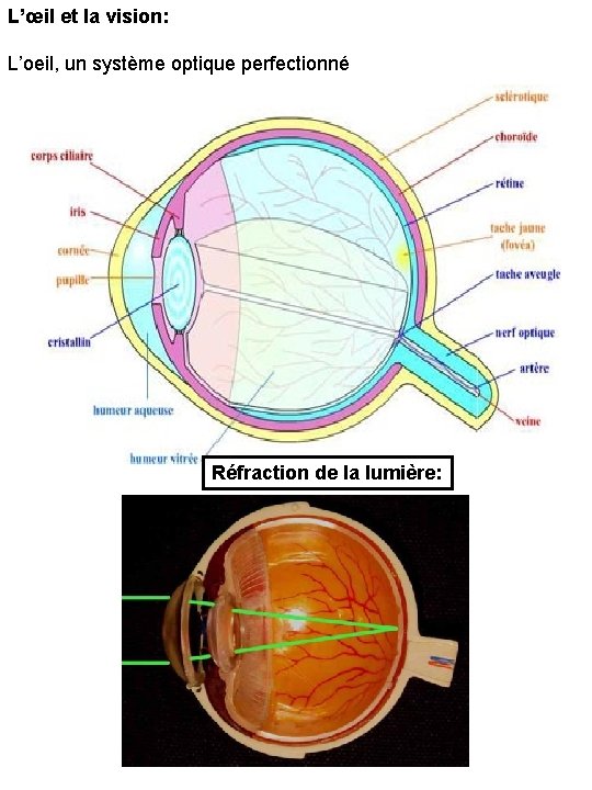 L’œil et la vision: L’oeil, un système optique perfectionné Réfraction de la lumière: 