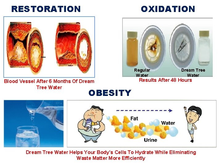 OXIDATION RESTORATION Regular Water Blood Vessel After 6 Months Of Dream Tree Water Results