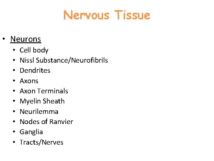 Nervous Tissue • Neurons • • • Cell body Nissl Substance/Neurofibrils Dendrites Axon Terminals