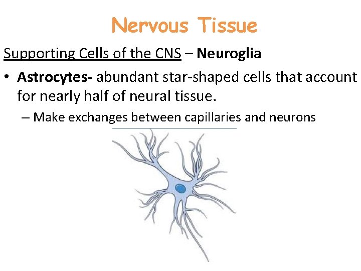 Nervous Tissue Supporting Cells of the CNS – Neuroglia • Astrocytes- abundant star-shaped cells
