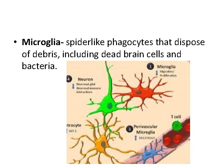  • Microglia- spiderlike phagocytes that dispose of debris, including dead brain cells and