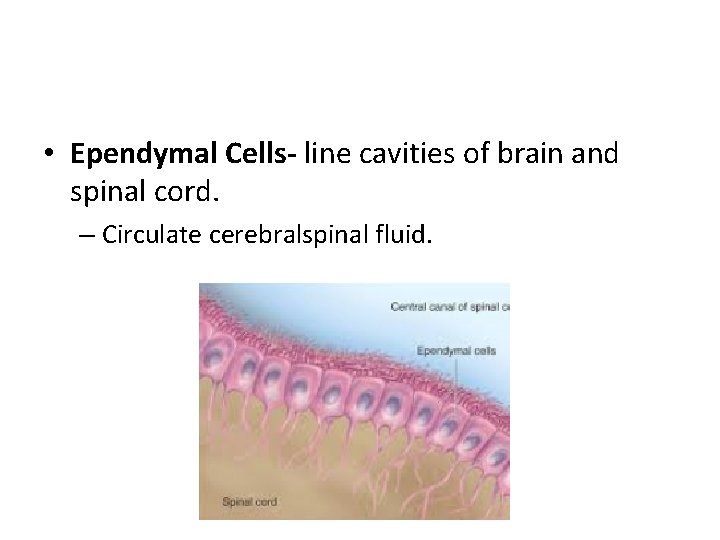  • Ependymal Cells- line cavities of brain and spinal cord. – Circulate cerebralspinal