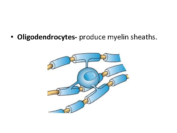  • Oligodendrocytes- produce myelin sheaths. 