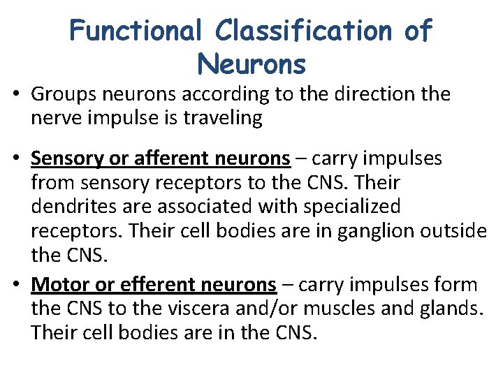 Functional Classification of Neurons • Groups neurons according to the direction the nerve impulse