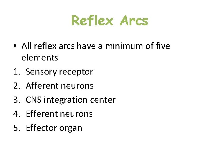 Reflex Arcs • All reflex arcs have a minimum of five elements 1. Sensory