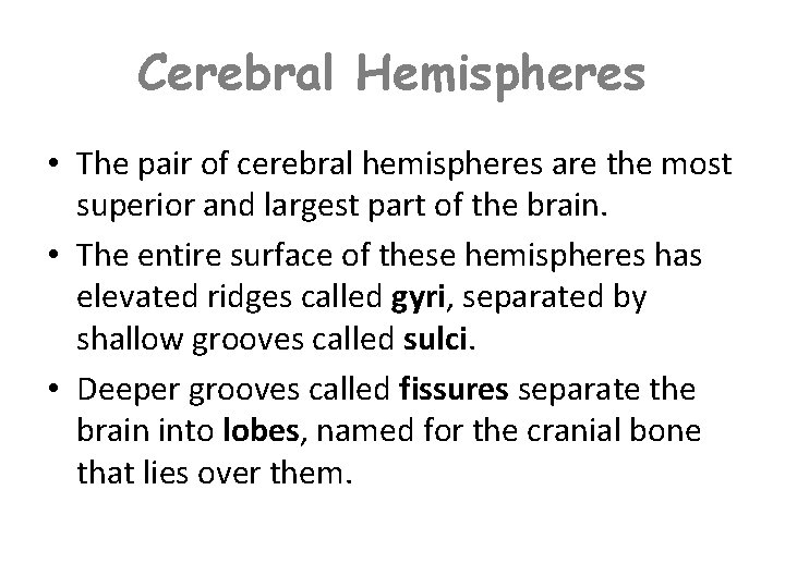 Cerebral Hemispheres • The pair of cerebral hemispheres are the most superior and largest