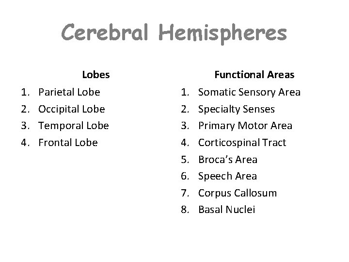 Cerebral Hemispheres Lobes 1. 2. 3. 4. Parietal Lobe Occipital Lobe Temporal Lobe Frontal