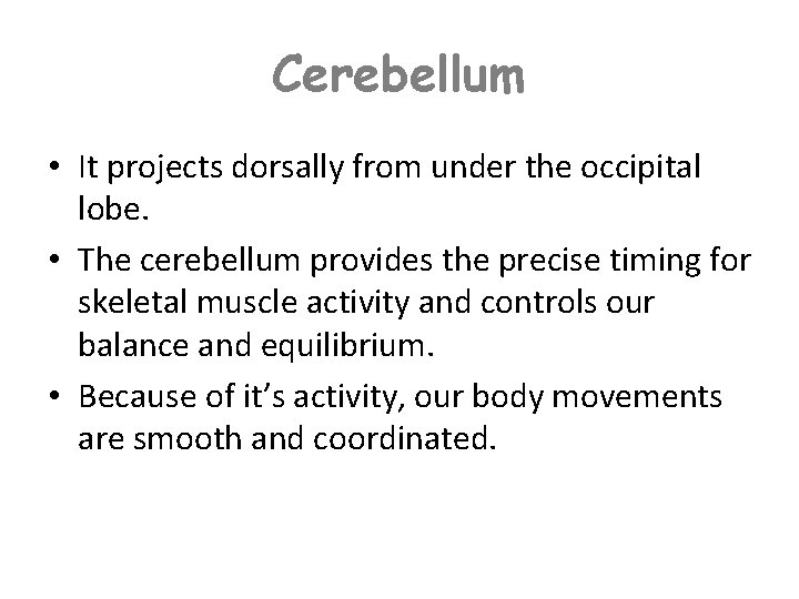 Cerebellum • It projects dorsally from under the occipital lobe. • The cerebellum provides