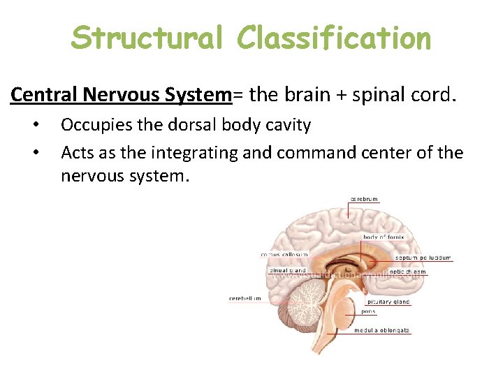 Structural Classification Central Nervous System= the brain + spinal cord. • • Occupies the