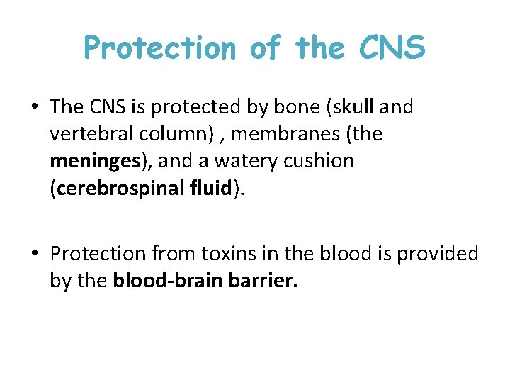 Protection of the CNS • The CNS is protected by bone (skull and vertebral