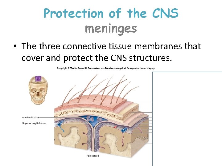 Protection of the CNS meninges • The three connective tissue membranes that cover and