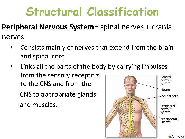 Structural Classification Peripheral Nervous System= spinal nerves + cranial nerves Consists mainly of nerves