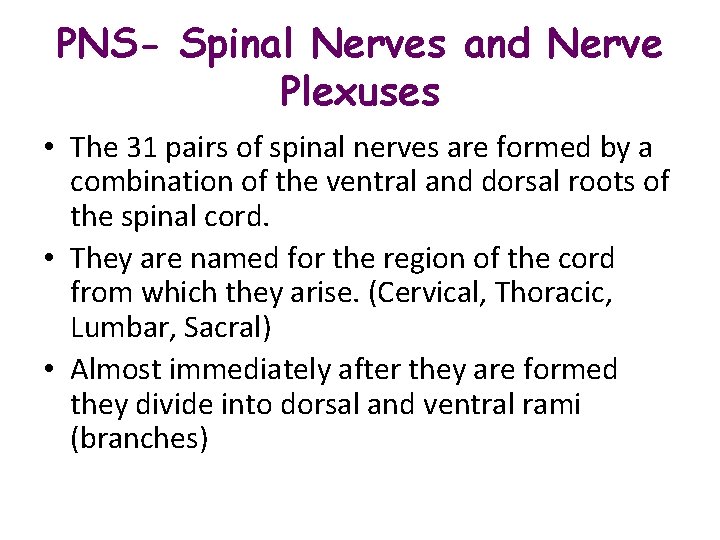 PNS- Spinal Nerves and Nerve Plexuses • The 31 pairs of spinal nerves are