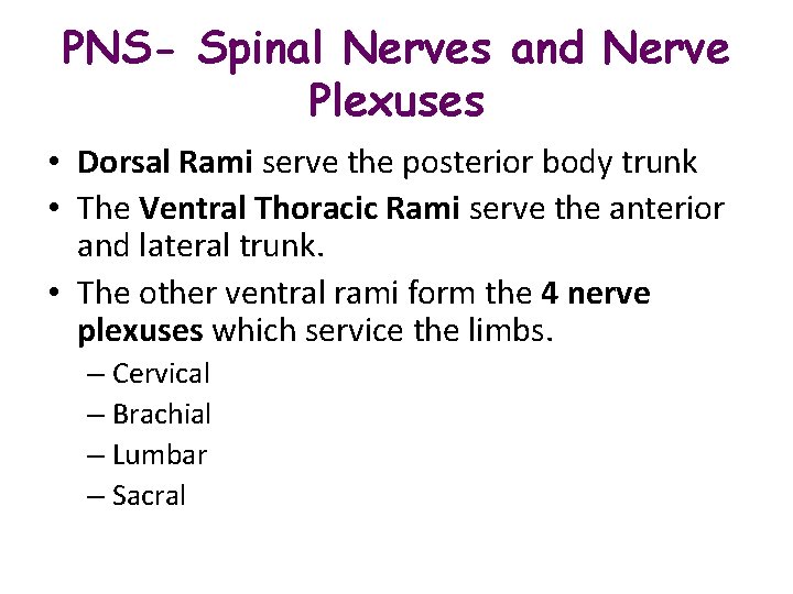 PNS- Spinal Nerves and Nerve Plexuses • Dorsal Rami serve the posterior body trunk