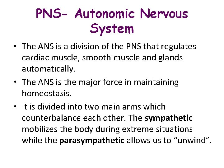 PNS- Autonomic Nervous System • The ANS is a division of the PNS that