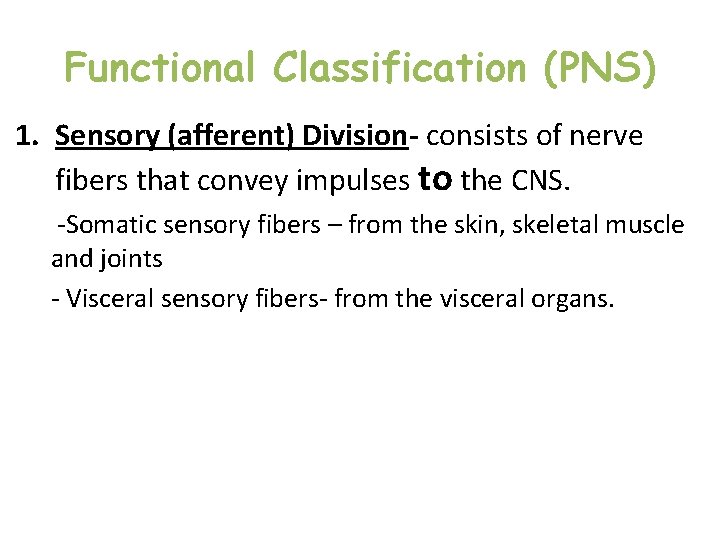 Functional Classification (PNS) 1. Sensory (afferent) Division- consists of nerve fibers that convey impulses