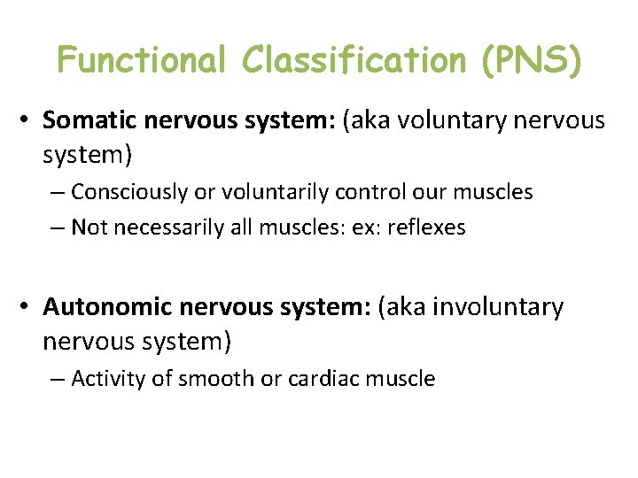Functional Classification (PNS) • Somatic nervous system: (aka voluntary nervous system) – Consciously or