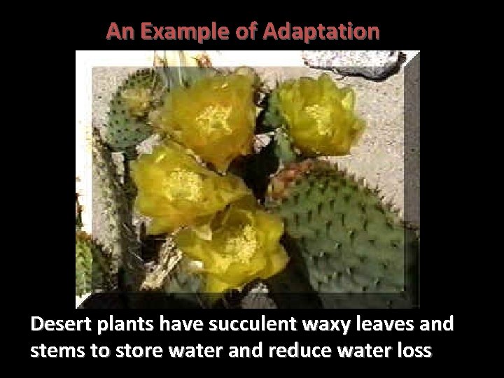 An Example of Adaptation Desert plants have succulent waxy leaves and stems to store