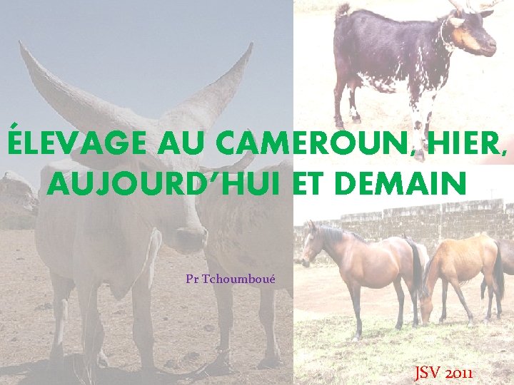 ÉLEVAGE AU CAMEROUN, HIER, AUJOURD’HUI ET DEMAIN Pr Tchoumboué JSV 2011 