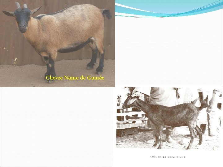 Chèvre Naine de Guinée 
