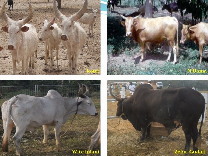kouri N'Dama Wite fulani Zébu Gudali 