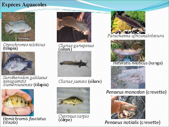 Espèces Aquacoles Parachanna africana/obscura Oreochromis niloticus (tilapia) Clarias gariepinus (silure) Heterotis niloticus (kanga) Sarotherodon