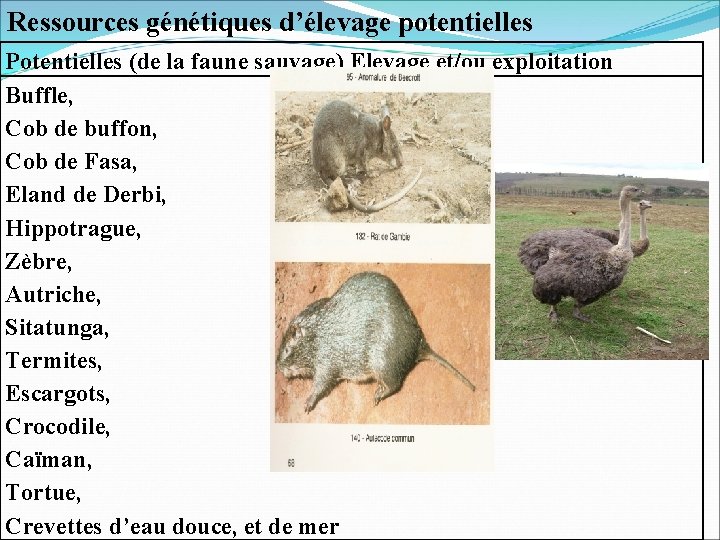 Ressources génétiques d’élevage potentielles Potentielles (de la faune sauvage) Elevage et/ou exploitation Buffle, Cob