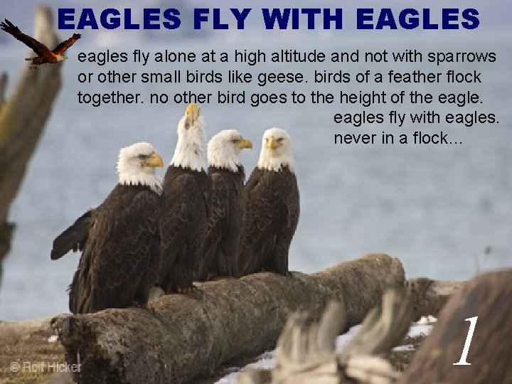 EAGLES FLY WITH EAGLES eagles fly alone at a high altitude and not with