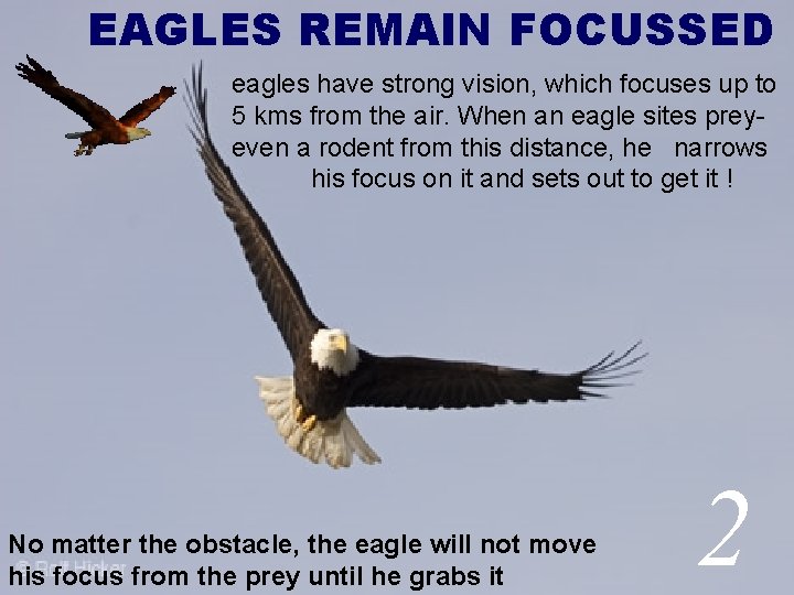 EAGLES REMAIN FOCUSSED eagles have strong vision, which focuses up to 5 kms from