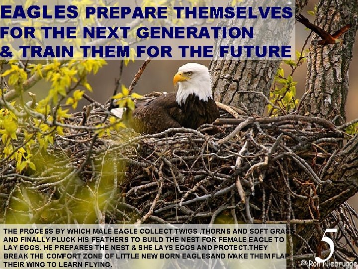 EAGLES PREPARE THEMSELVES FOR THE NEXT GENERATION & TRAIN THEM FOR THE FUTURE THE