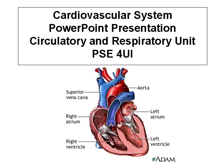 Cardiovascular System Power. Point Presentation Circulatory and Respiratory Unit PSE 4 UI 