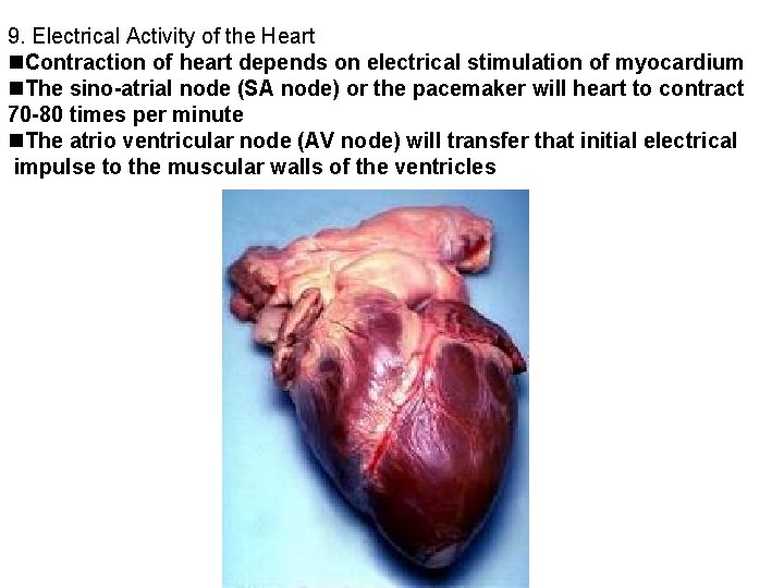 9. Electrical Activity of the Heart Contraction of heart depends on electrical stimulation of