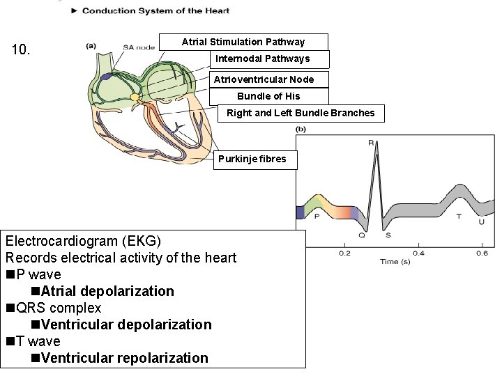 10. Atrial Stimulation Pathway Internodal Pathways Atrioventricular Node Bundle of His Right and Left