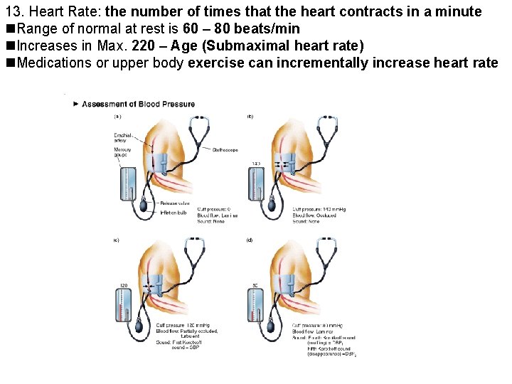 13. Heart Rate: the number of times that the heart contracts in a minute