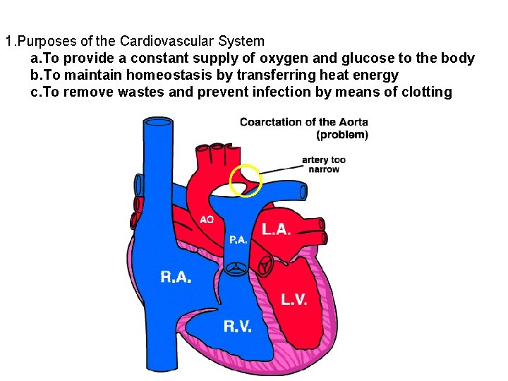 1. Purposes of the Cardiovascular System a. To provide a constant supply of oxygen