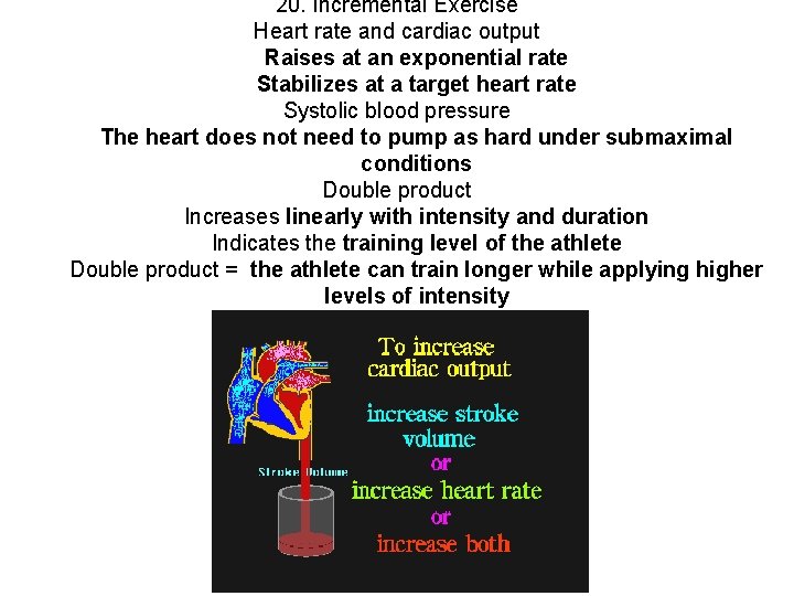 20. Incremental Exercise Heart rate and cardiac output Raises at an exponential rate Stabilizes