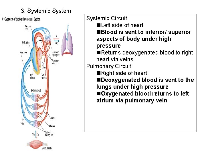 3. Systemic Circuit Left side of heart Blood is sent to inferior/ superior aspects