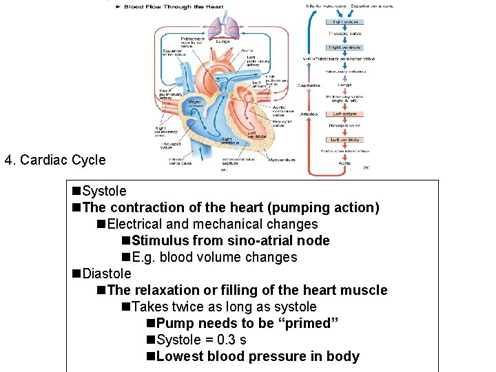 4. Cardiac Cycle Systole The contraction of the heart (pumping action) Electrical and mechanical