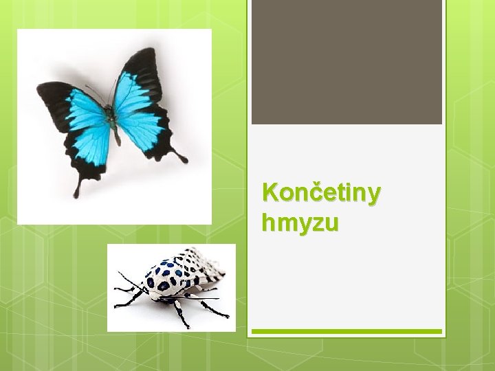 Končetiny hmyzu 