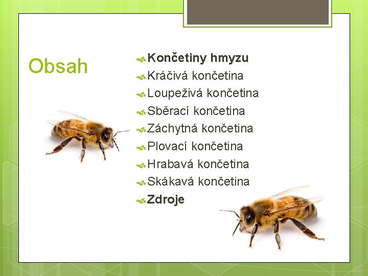 Obsah Končetiny hmyzu Kráčivá končetina Loupeživá končetina Sběrací končetina Záchytná končetina Plovací končetina Hrabavá