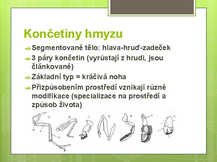 Končetiny hmyzu Segmentované tělo: hlava-hruď-zadeček 3 páry končetin (vyrůstají z hrudi, jsou článkované) Základní