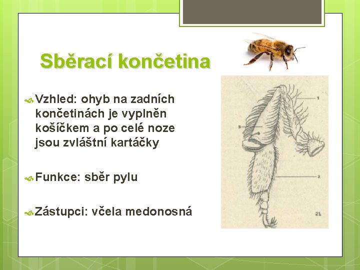 Sběrací končetina Vzhled: ohyb na zadních končetinách je vyplněn košíčkem a po celé noze