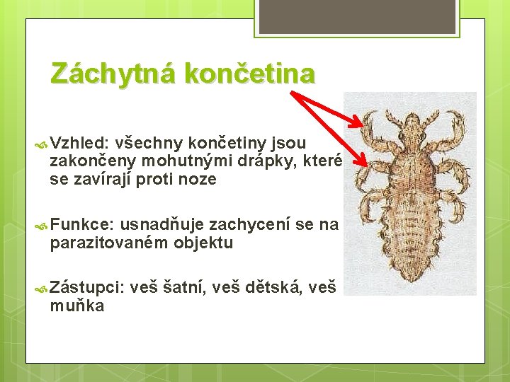 Záchytná končetina Vzhled: všechny končetiny jsou zakončeny mohutnými drápky, které se zavírají proti noze