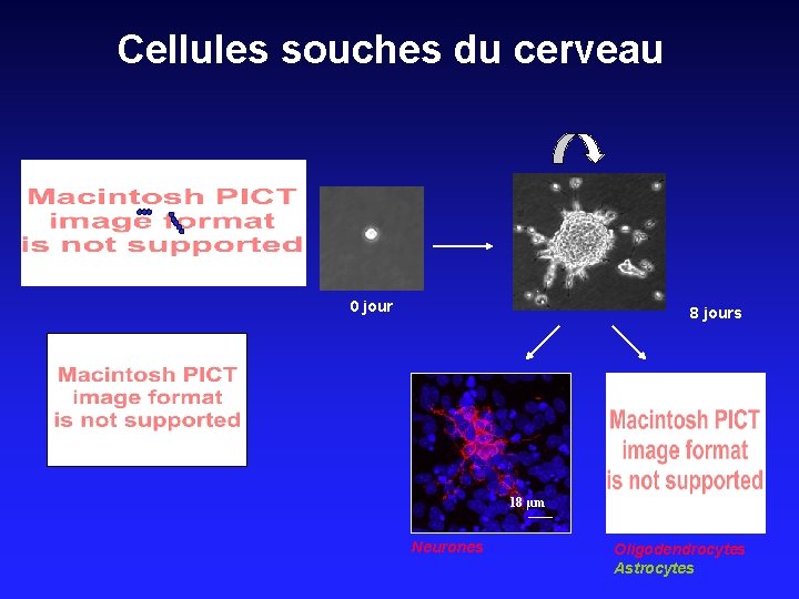 Cellules souches du cerveau 0 jour 8 jours 18 µm Neurones Oligodendrocytes Astrocytes 