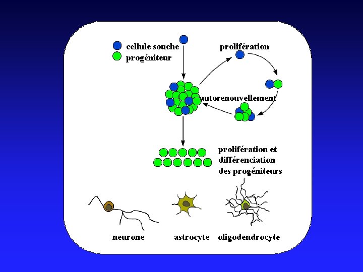 prolifération cellule souche progéniteur autorenouvellement prolifération et différenciation des progéniteurs neurone astrocyte oligodendrocyte 