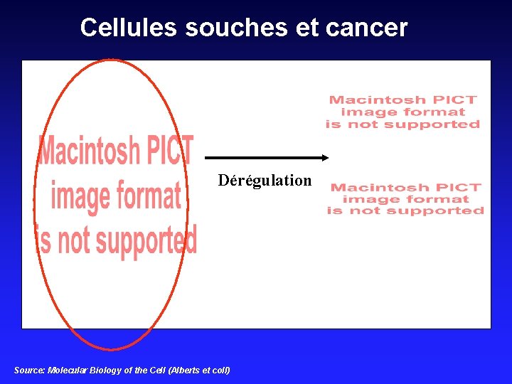 Cellules souches et cancer Dérégulation Source: Molecular Biology of the Cell (Alberts et coll)