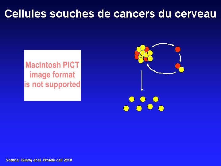 Cellules souches de cancers du cerveau Source: Huang et al, Protein cell 2010 