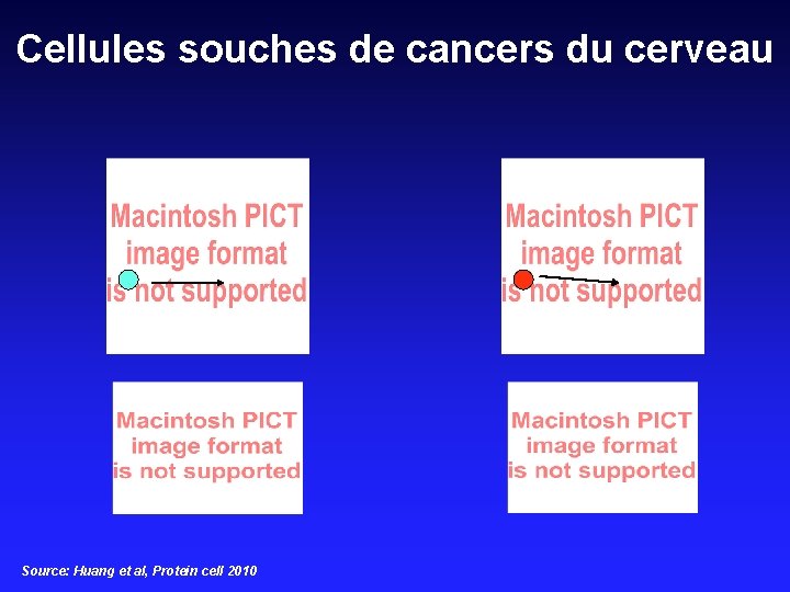 Cellules souches de cancers du cerveau Source: Huang et al, Protein cell 2010 