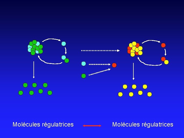 Molécules régulatrices 